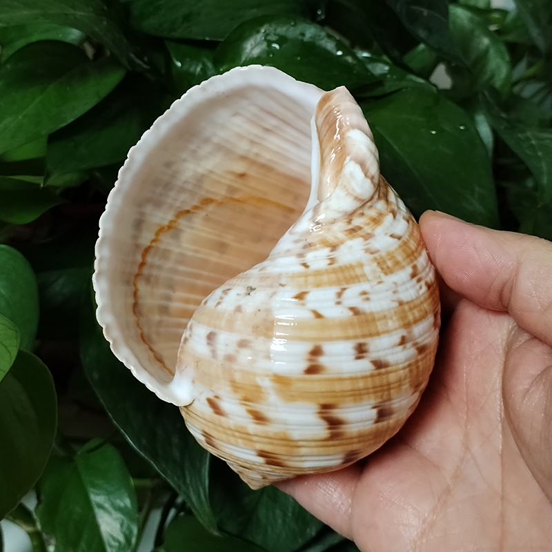 Aquarium Fish Types - 9-10 ซม.Tonna Dolium SHELL Big Partridge