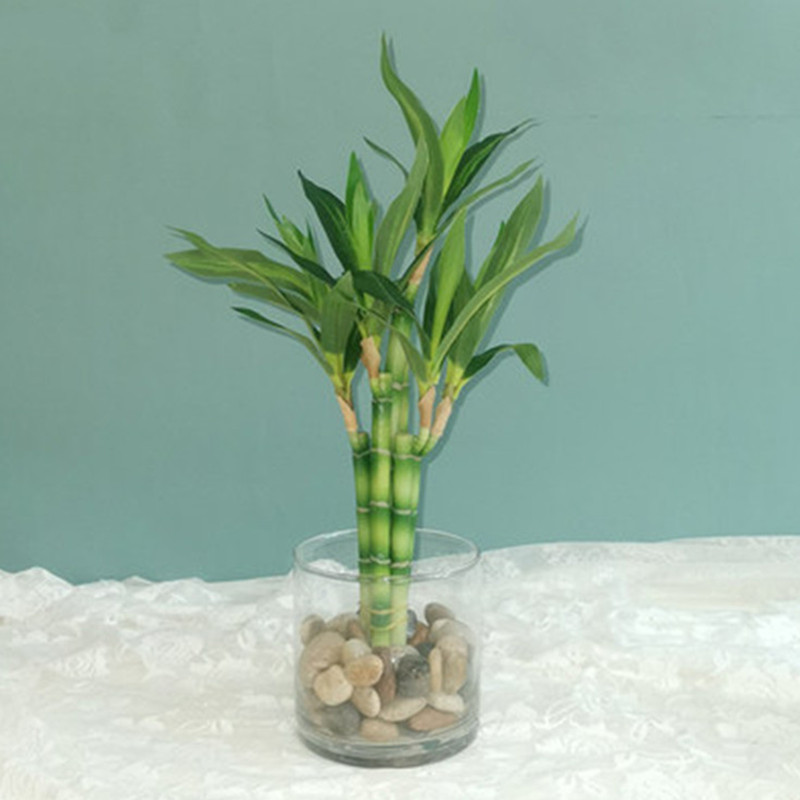 Aquarium Fish Types - ใหม่ 40 ซม.rFtificial Lucky ไม้ไผ่ Succulent