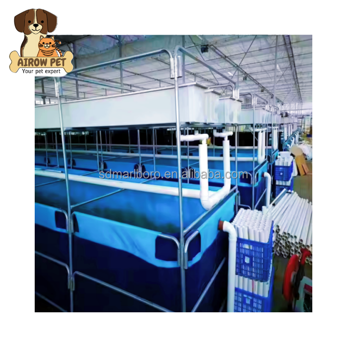 Aquarium Fish For Sale - AIROW ตู้ปลาทรงสี่เหลี่ยมใสสำหรับเลี้ยงปลาสดคุณภาพสูงแบบสั่งทำพิเศษสำหรับการใช้งานเชิงพาณิชย์กลางแจ้ง มีจำหน่ายแล้ว