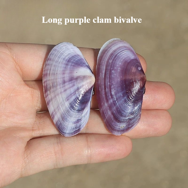 Aquarium Fish Types - ยาวสีม่วง Clam ธรรมชาติ Conch สีม่วง Fish