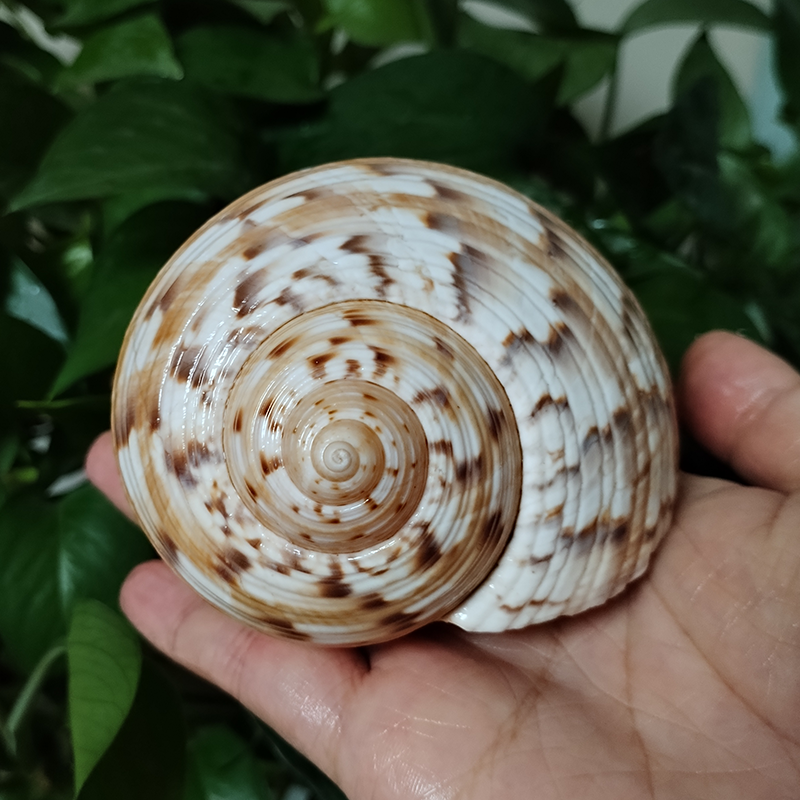 9-10 ซม.Tonna Dolium SHELL Big - Aquarium Fish Types บทวิจารณ์และราคา