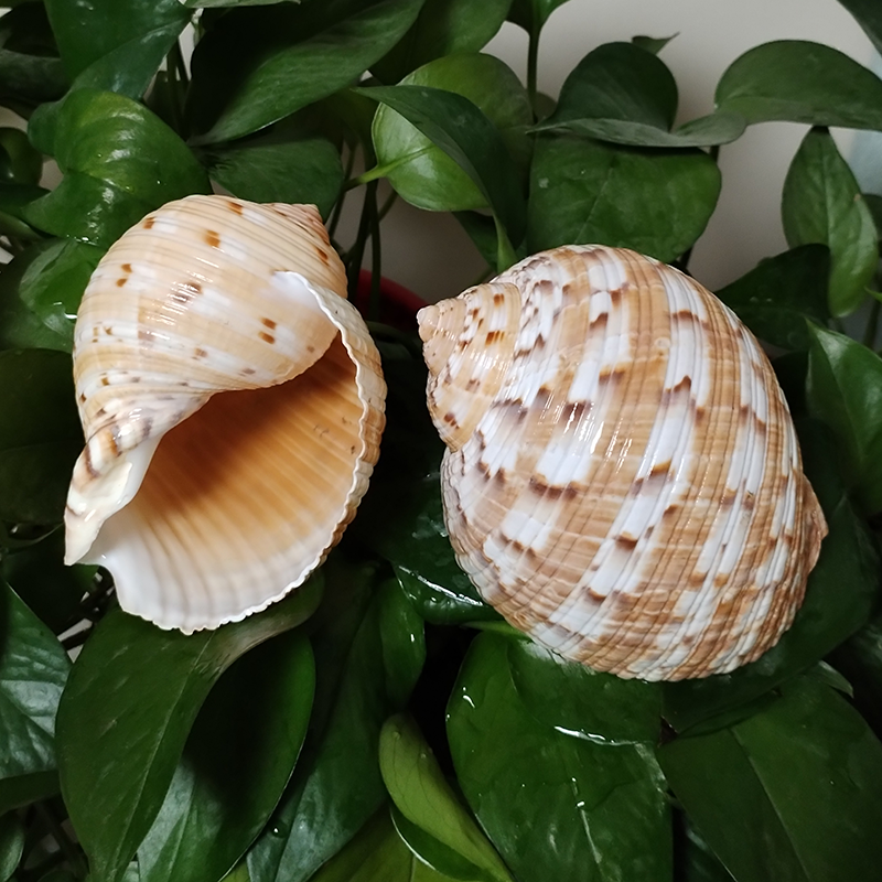 9-10 ซม.Tonna Dolium SHELL Big - Aquarium Fish Types บทวิจารณ์และราคา