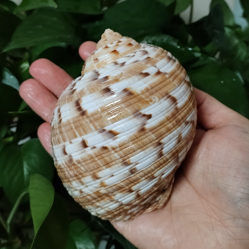 9-10 ซม.Tonna Dolium SHELL Big - Aquarium Fish Types บทวิจารณ์และราคา