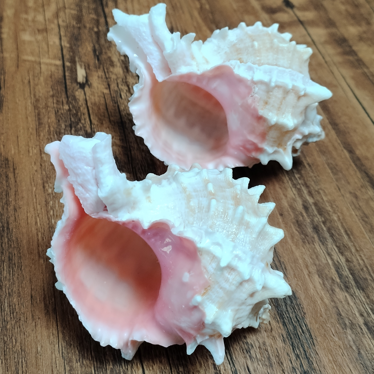ปากสีชมพู Murex Shell ใหญ่ธรรม - Aquarium Fish Types บทวิจารณ์และราคา