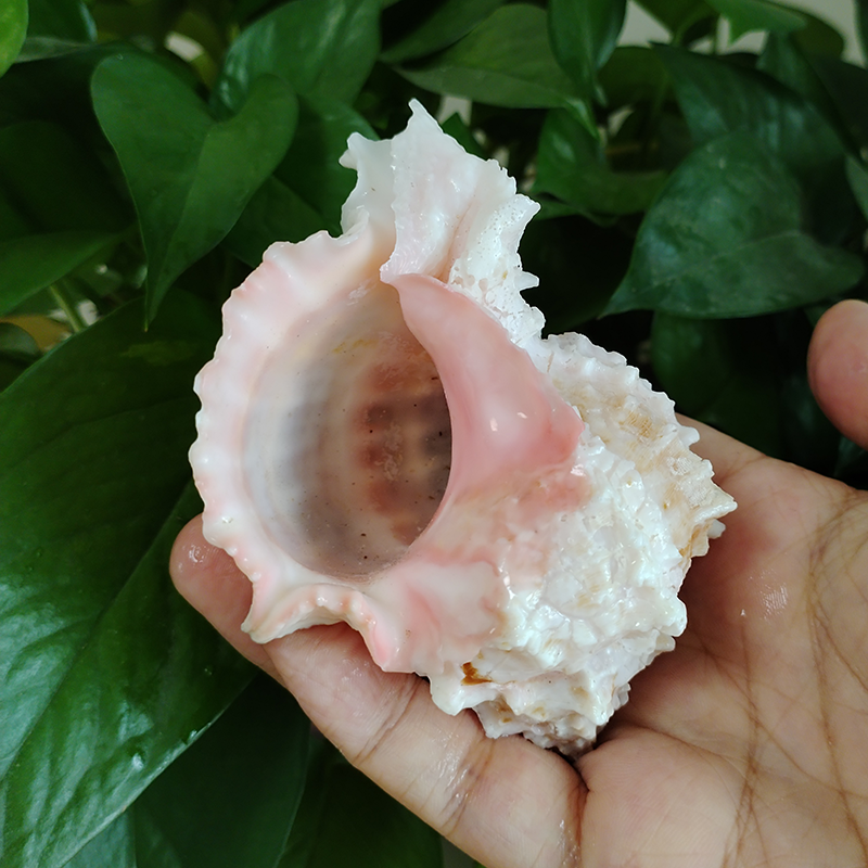 ปากสีชมพู Murex Shell ใหญ่ธรรม - Aquarium Fish Types บทวิจารณ์และราคา