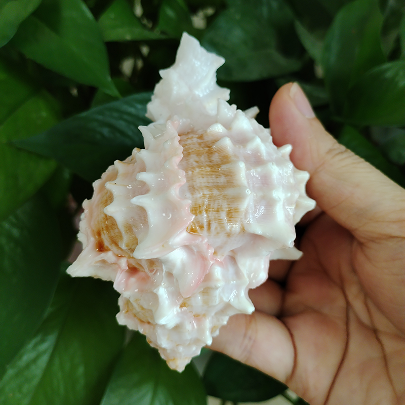 ปากสีชมพู Murex Shell ใหญ่ธรรม - Aquarium Fish Types บทวิจารณ์และราคา