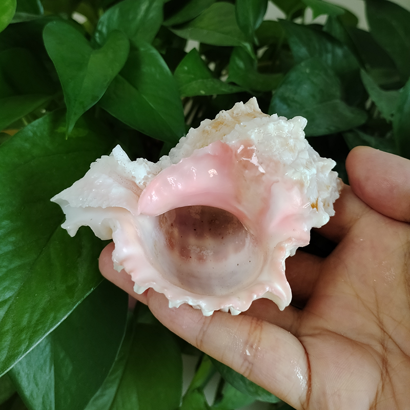 ปากสีชมพู Murex Shell ใหญ่ธรรม - Aquarium Fish Types บทวิจารณ์และราคา