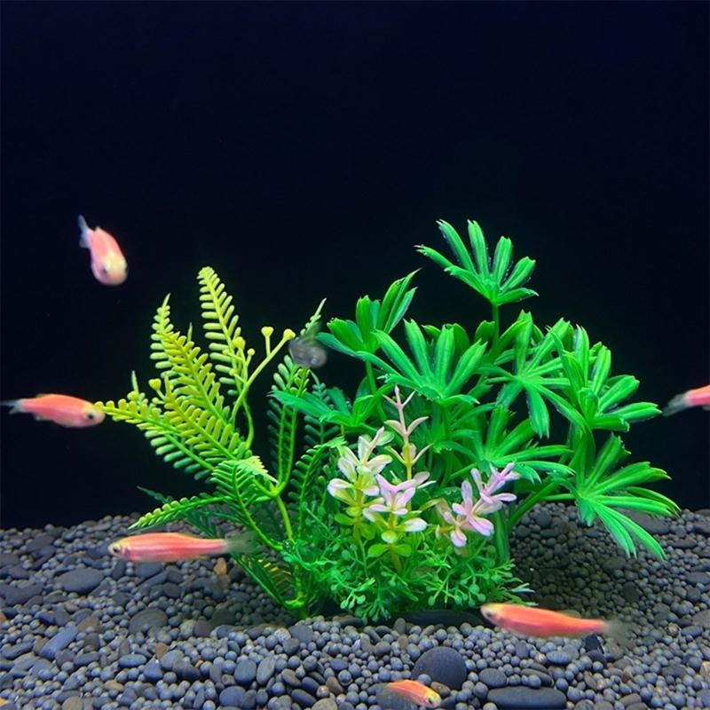 ต้นไม้ประดับตู้ปลา ของตกแต่งตู - Aquarium Fish For Sale บทวิจารณ์และราคา