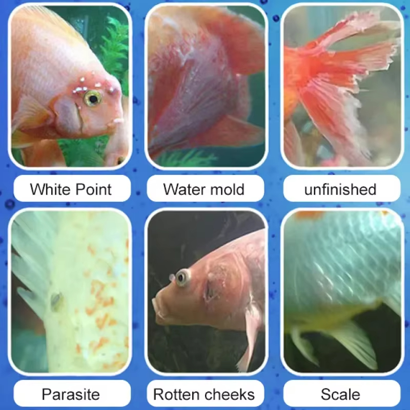 การรักษาโรคปลา SIKEZHAN และแบค - Aquarium Fish Diseases บทวิจารณ์และราคา