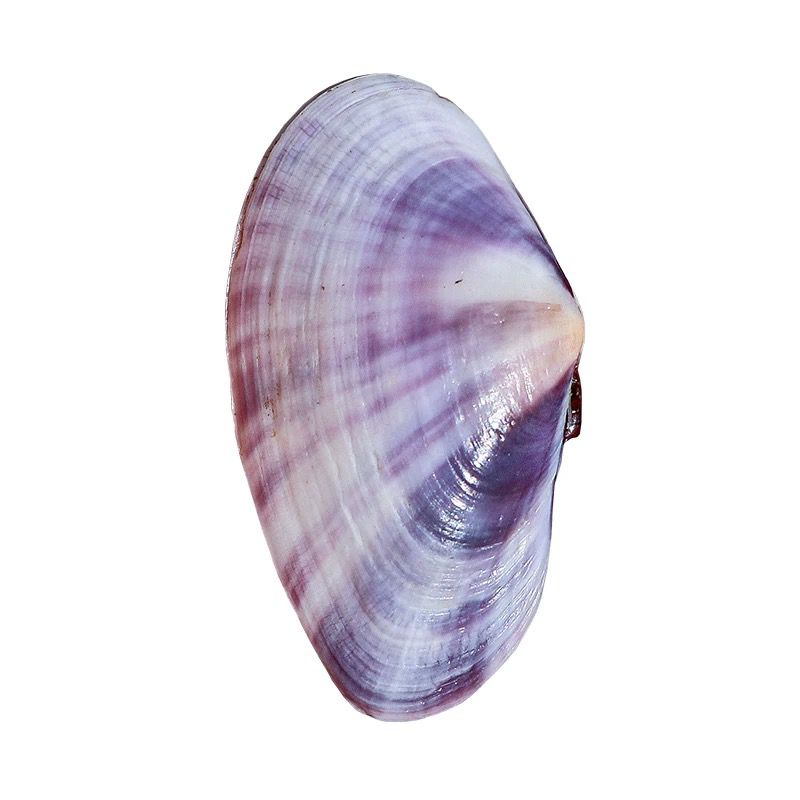 ยาวสีม่วง Clam ธรรมชาติ Conch  - Aquarium Fish Types บทวิจารณ์และราคา