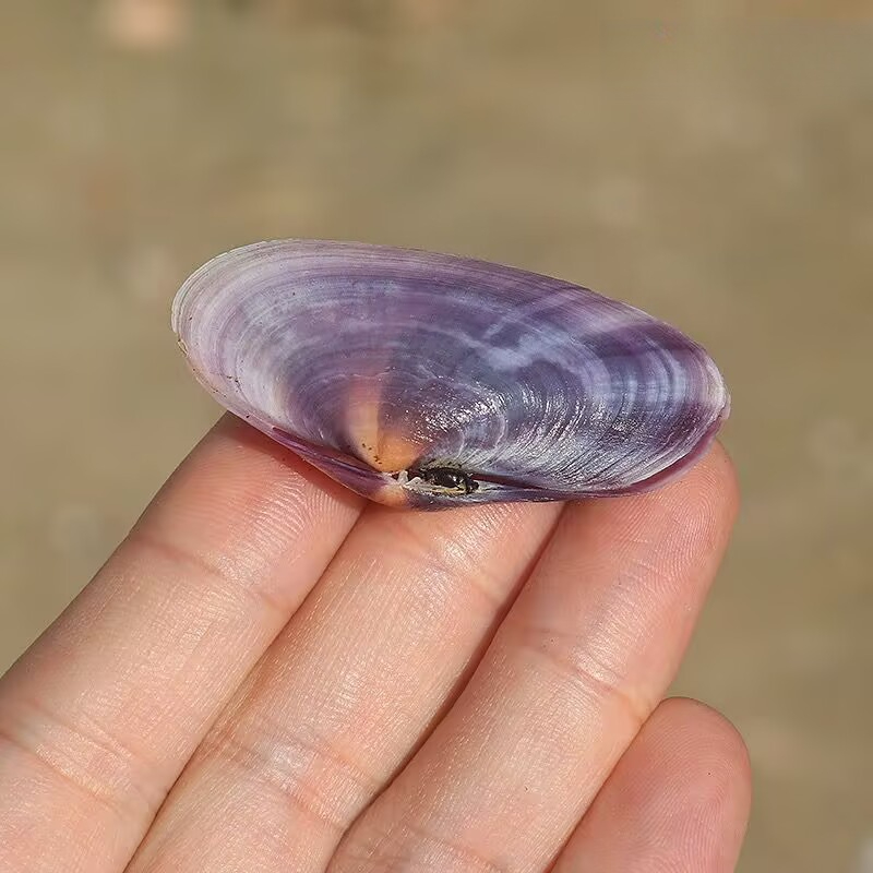 ยาวสีม่วง Clam ธรรมชาติ Conch  - Aquarium Fish Types บทวิจารณ์และราคา