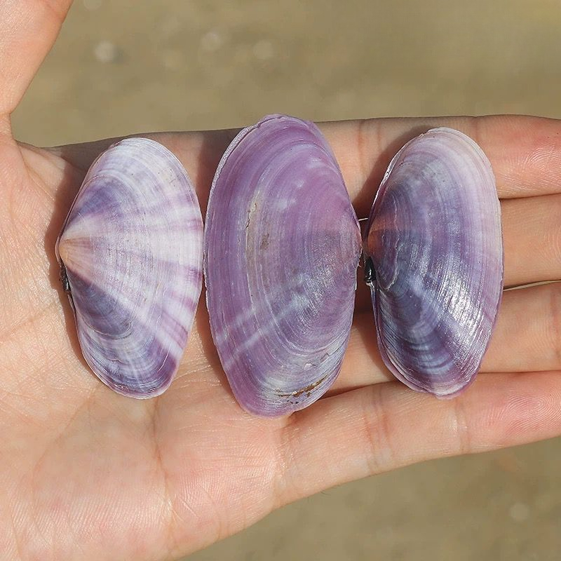 ยาวสีม่วง Clam ธรรมชาติ Conch  - Aquarium Fish Types บทวิจารณ์และราคา
