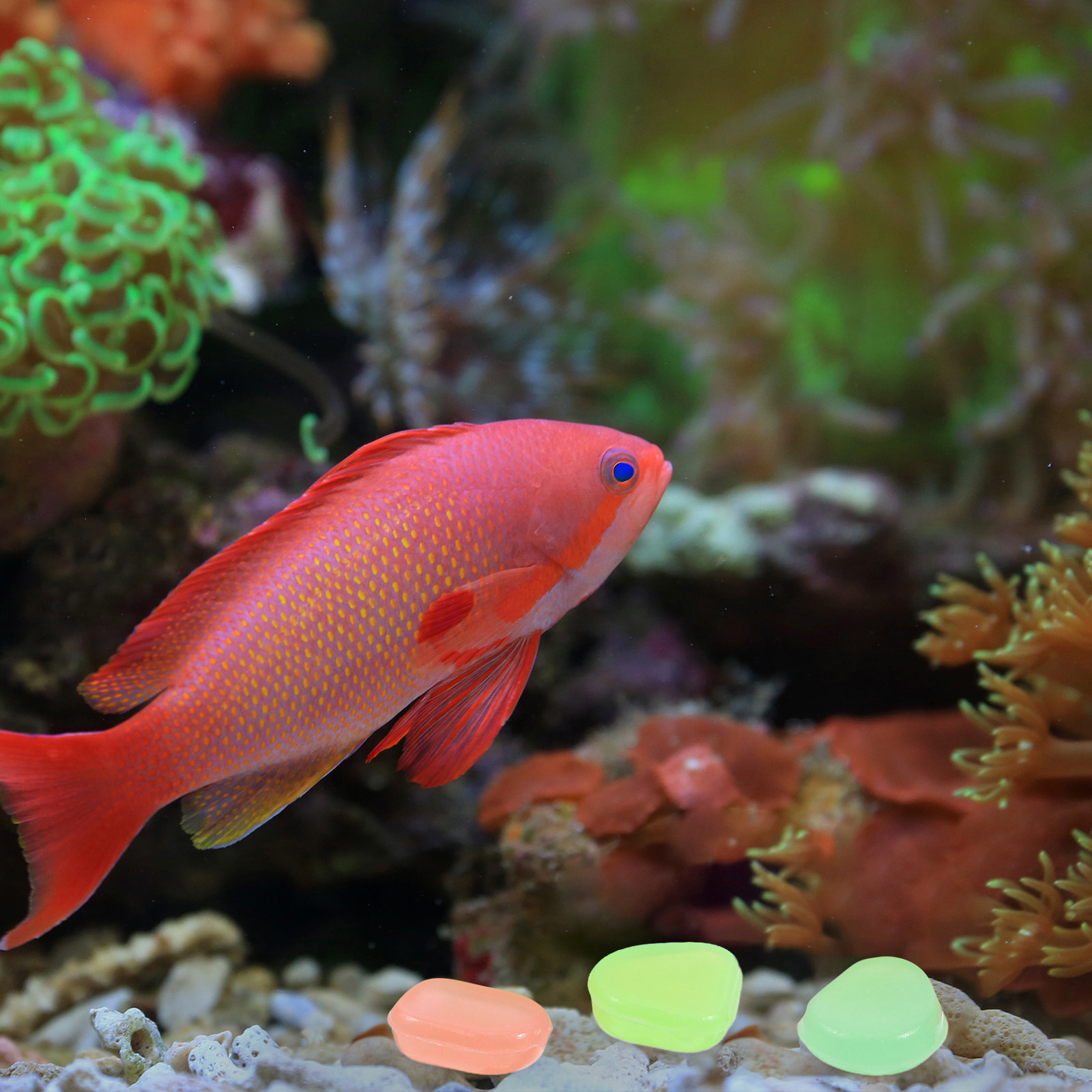 หินเรืองแสงในที่มืด 400 ชิ้น ส - Aquarium Fish That Glow In The Dark บทวิจารณ์และราคา