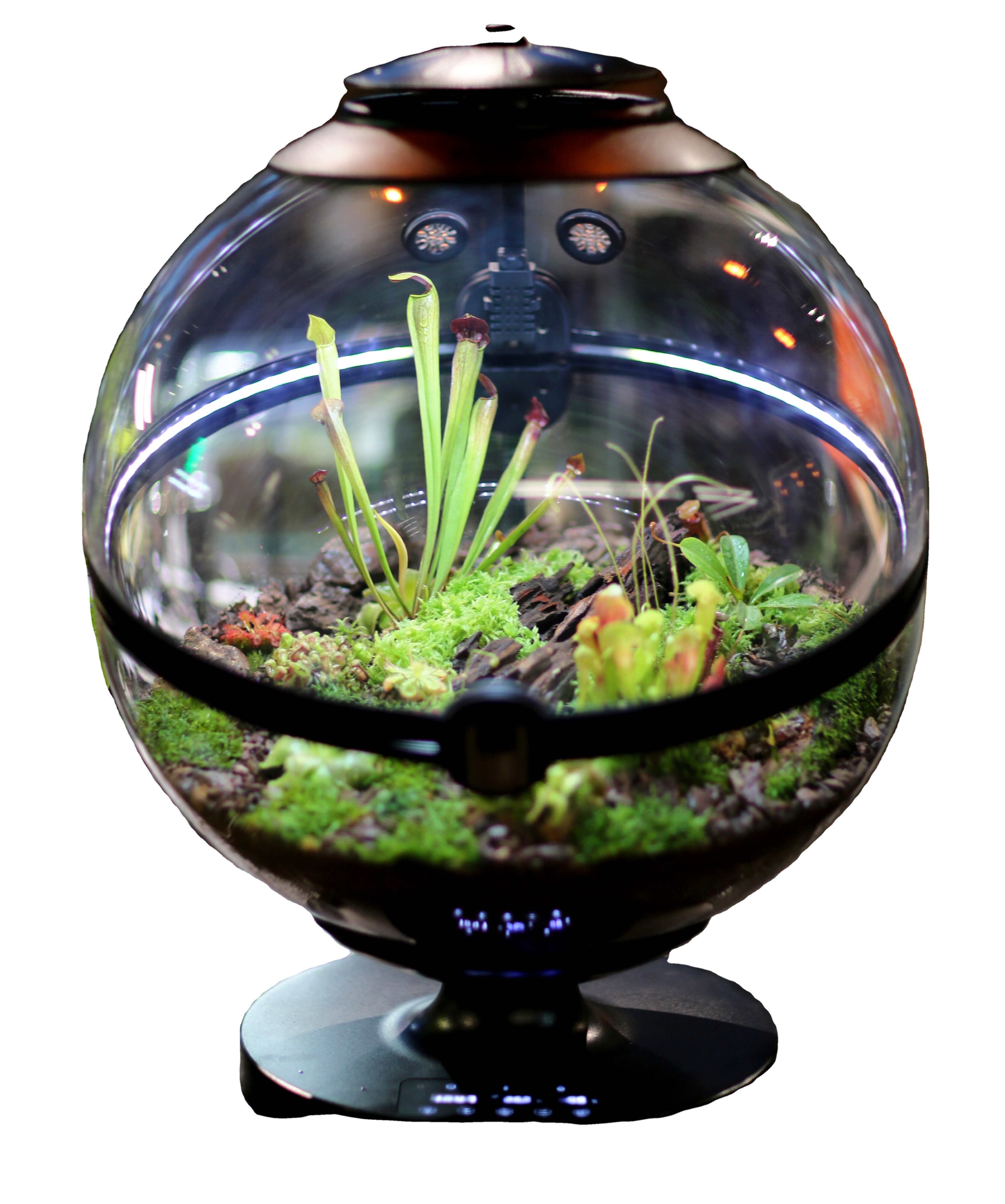 กระถางต้นไม้ทรงกลมอะคริลิค วัส - Aquarium Fish For Sale บทวิจารณ์และราคา