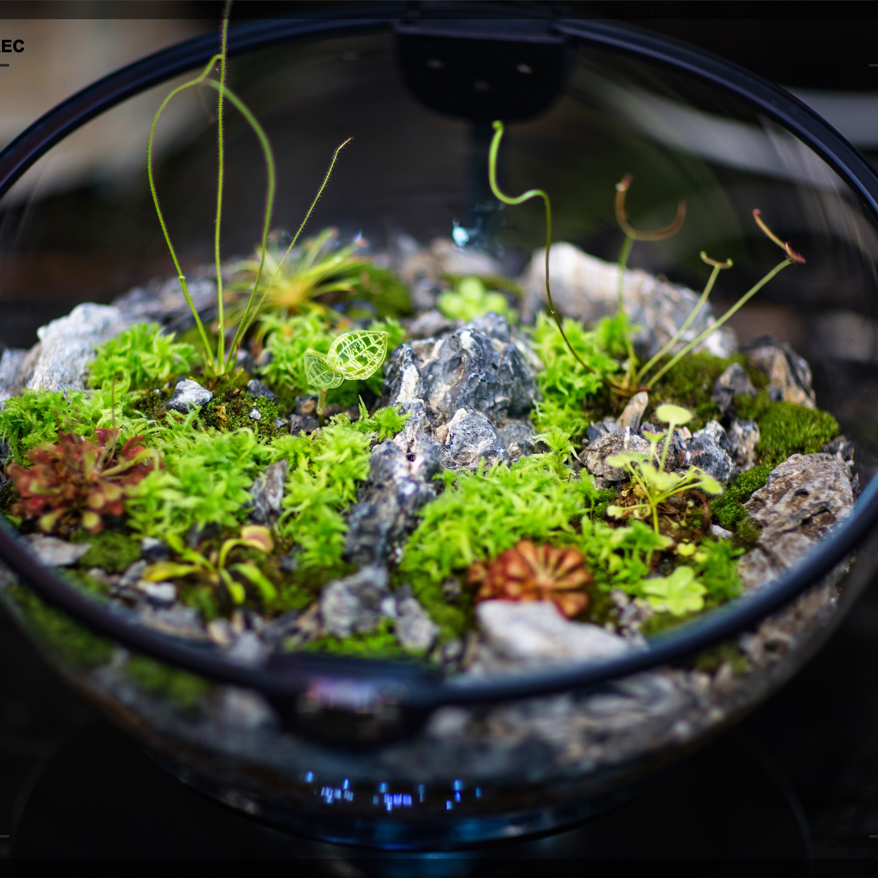 กระถางต้นไม้ทรงกลมอะคริลิค วัส - Aquarium Fish For Sale บทวิจารณ์และราคา