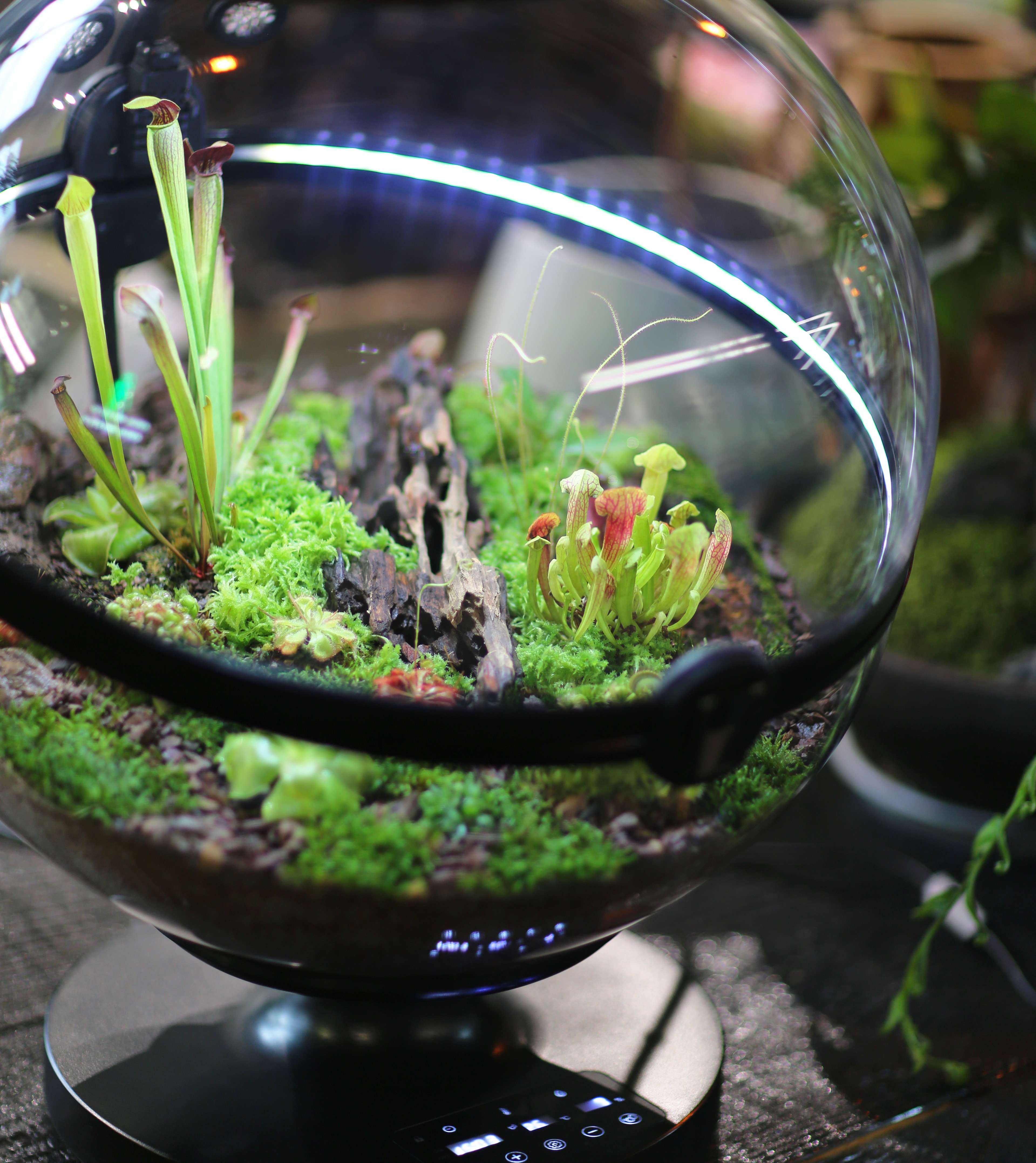 กระถางต้นไม้ทรงกลมอะคริลิค วัส - Aquarium Fish For Sale บทวิจารณ์และราคา
