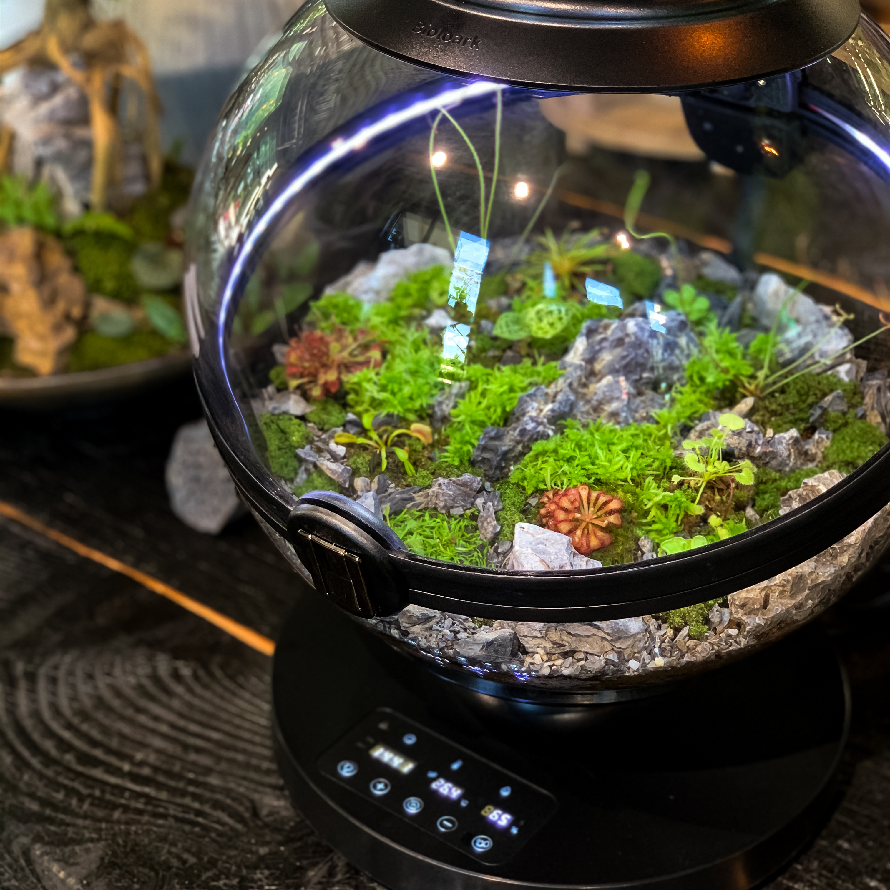 กระถางต้นไม้ทรงกลมอะคริลิค วัส - Aquarium Fish For Sale บทวิจารณ์และราคา