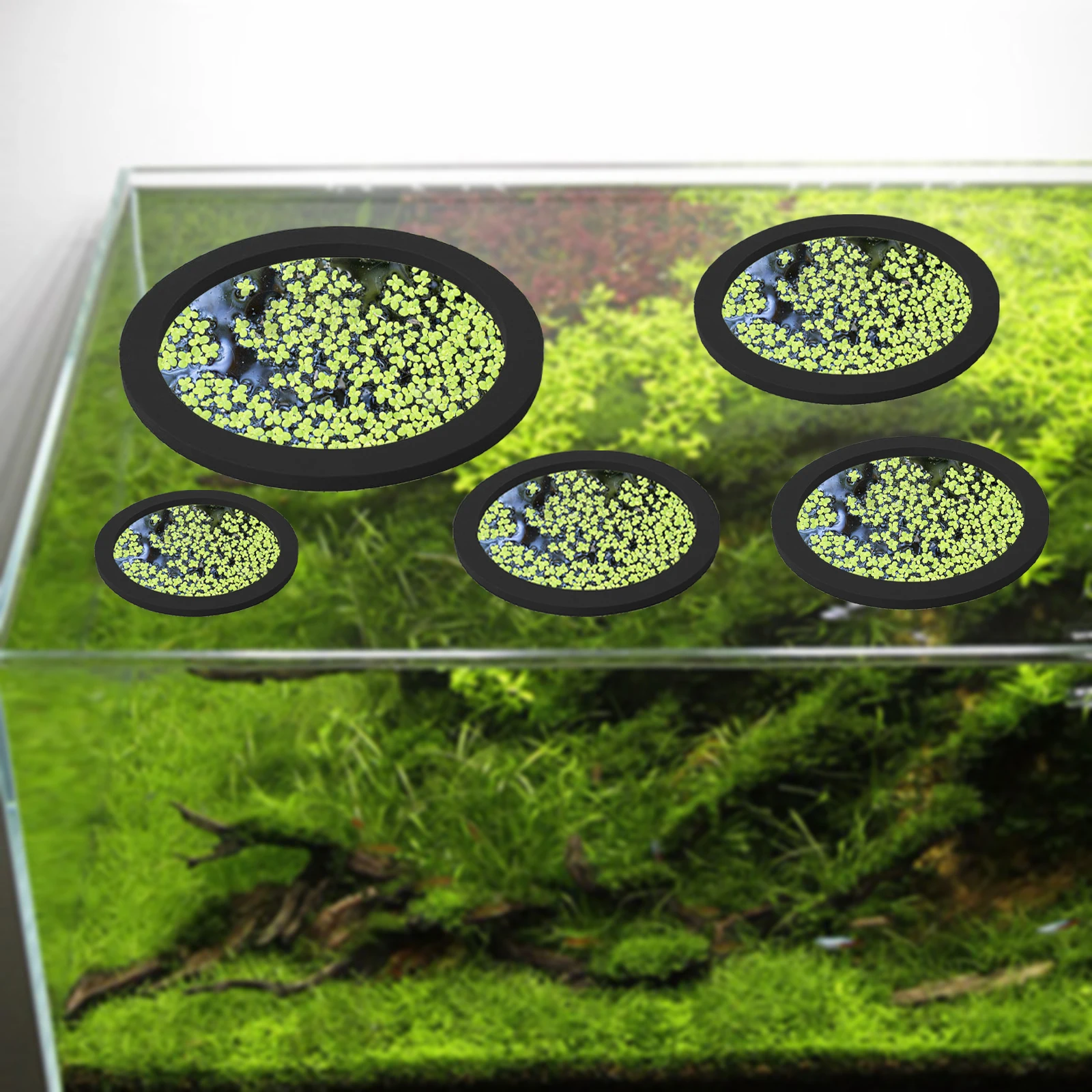 5 ชิ้น EVA ปลา Feeding แหวน Aq - Aquarium Fish Types บทวิจารณ์และราคา
