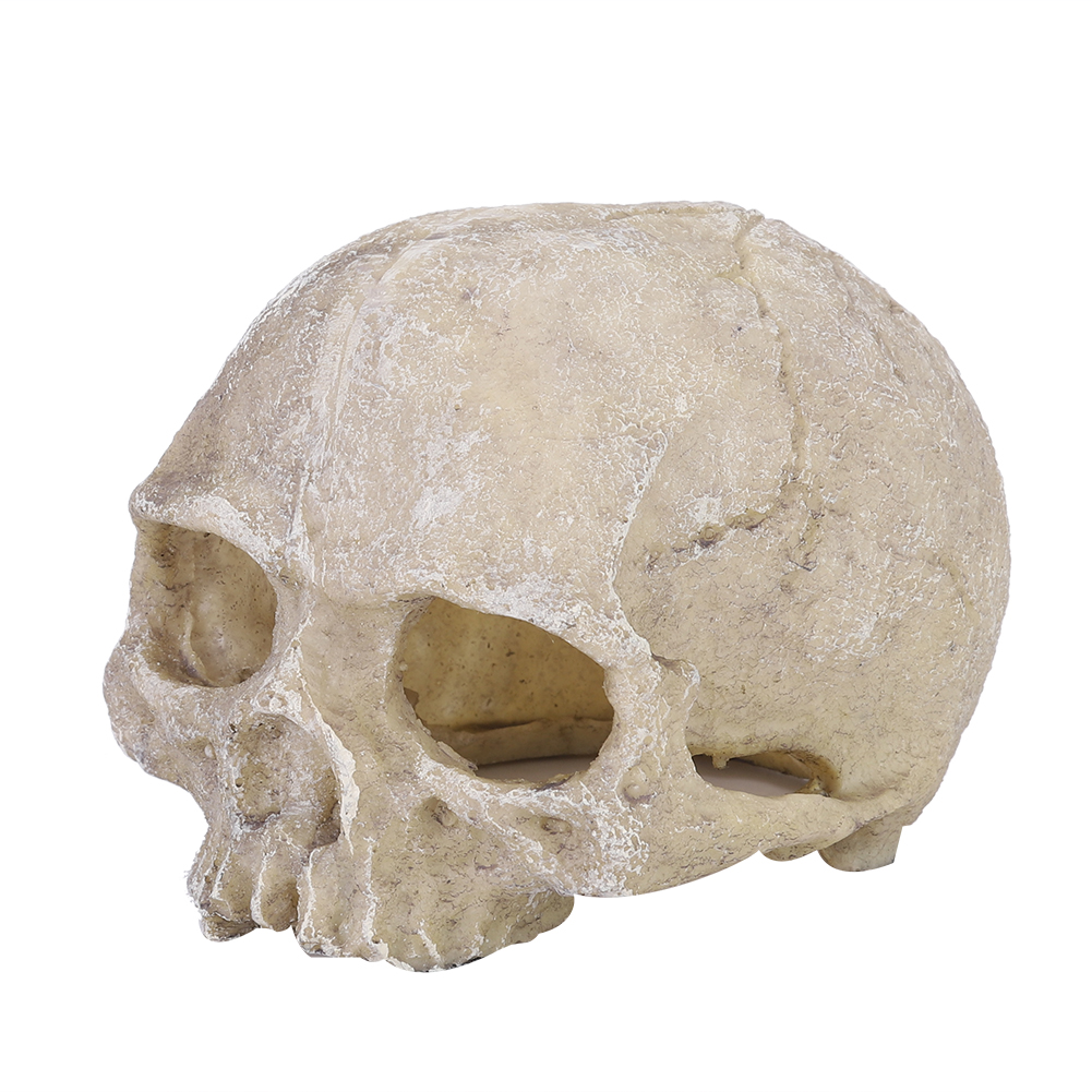 เรซิ่นจําลองหัวกระดูก Skull รู - Aquarium Fish Types บทวิจารณ์และราคา