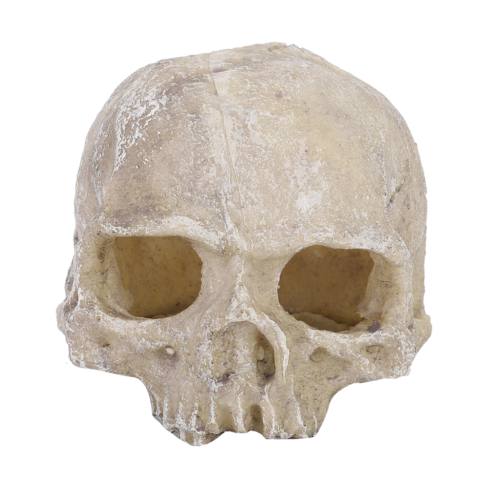 เรซิ่นจําลองหัวกระดูก Skull รู - Aquarium Fish Types บทวิจารณ์และราคา