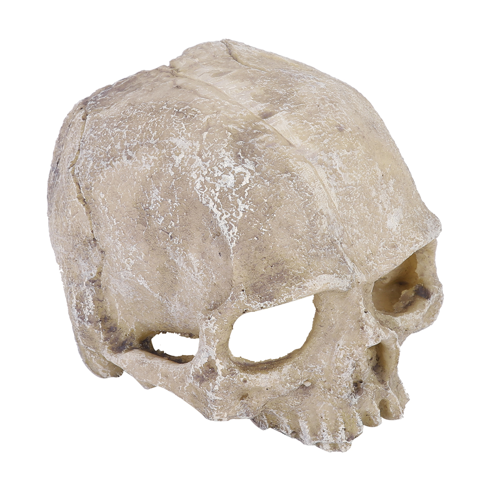 เรซิ่นจําลองหัวกระดูก Skull รู - Aquarium Fish Types บทวิจารณ์และราคา