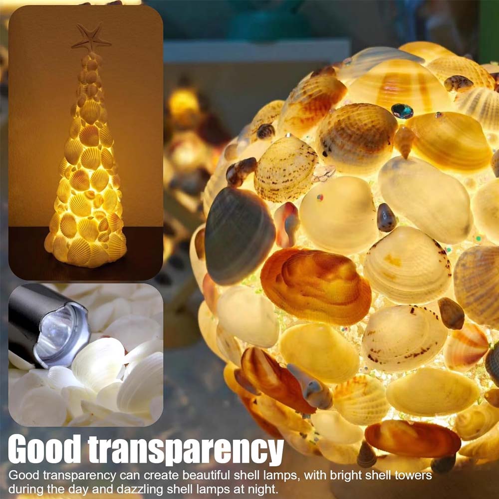 เปลือกหอยทะเลขนาดเล็กสีขาว 200 - Aquarium Fish Types บทวิจารณ์และราคา