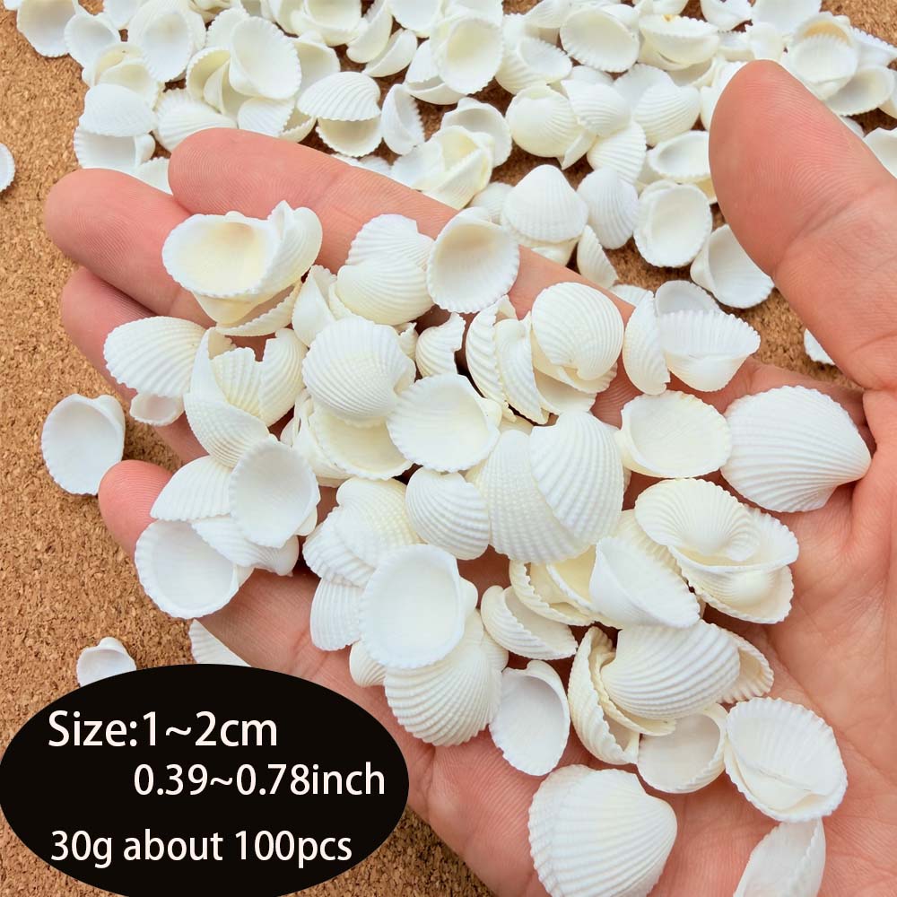 เปลือกหอยทะเลขนาดเล็กสีขาว 200 - Aquarium Fish Types บทวิจารณ์และราคา