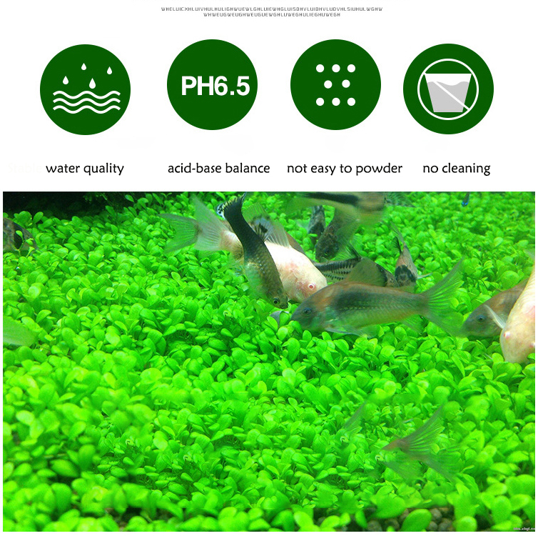 พิพิธภัณฑ์สัตว์น้ำเมล็ดพืชดิน  - Aquarium Fish Types บทวิจารณ์และราคา