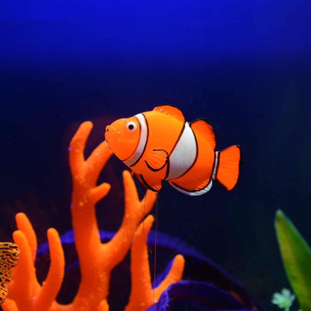 ปลาซิลิโคนเรืองแสงในที่มืด ของ - Aquarium Fish That Glow In The Dark บทวิจารณ์และราคา